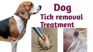 Dog Tick Removal Remedies Hindi/How to Remove Ticks From Dogs