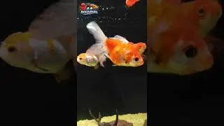 Goldfish White Spots? Cure in 3 Easy Steps! | #Goldfish #WhiteSpotDisease #IchDisease #GoldfishCare