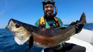 Gros Lieu Jaune - Chasse sous marine