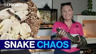 Woman Helps Snake Give Birth To 18 Babies