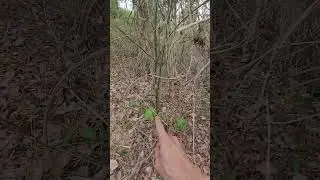 Disturbance ecology-How space is created for invasive pioneer species to occupy