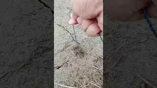 Tarik tambang lagi dengan belut parit