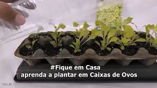 Aprenda a Plantar em Caixas de Ovos, #fiqueemcasa