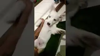 nanzoo Masti time #cutepuppy #puppies #trendingshorts #doglover #dog #viral #cutedogs
