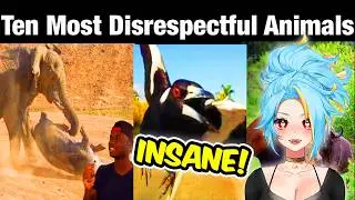 Top 10 Animals with Black Air Force Energy SHOCKS ME!