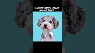 Easy DIY Dog Collar