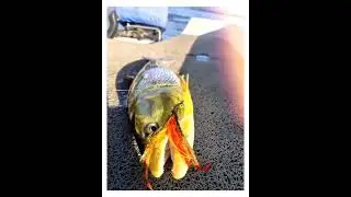FLY FISHING - ITATI, CORRIENTES ARGENTINA