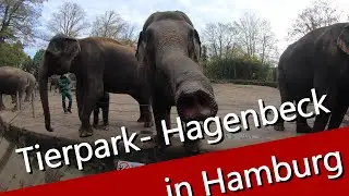 Tierpark - Hagenbeck in Hamburg / Elefant - Tiger und Giraffe kann man hier sehr gut beobachten