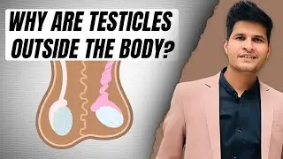 Why testis outside our body #sciencebyneerajjangid