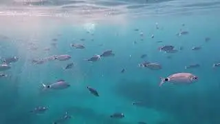 Corsica, Capraia ed Elba in barca a vela (agosto 2022)