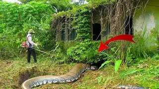 Extreme Cleanup Turns Dangerous &ndash; Giant Python Hiding Inside Abandoned Villa! 😱🌿