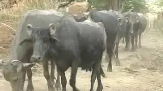 LIFE IS RETURNING IN RIVERIAN AREA OF SINDHU Darya.