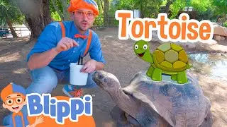 Blippi Visits a Zoo! | Best of Blippi! | Animals for Kids | Educational Videos for Kids