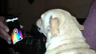 Dog verses phone / webb