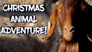 Christmas Animal Aventure