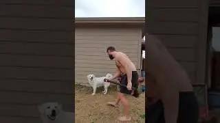 Caption this! #caption #dog #shorts
