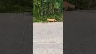 Not a Cat | 😻