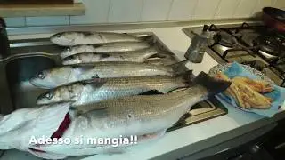 spigola 3.5 kg tra i cefali. Adriatico settentrionale