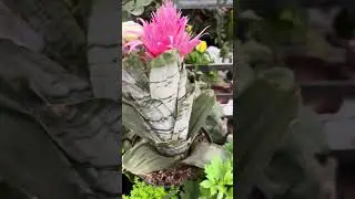 C&oacute;mo hacer florecer tus bromelias f&aacute;cilmente #bromelias #cuidados #jardin #tips #huerta