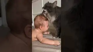 Tiny Chaos: Funny and cute kittens! 🐱🤣✨ #CuteKittens #FunnyKittens #AmazingPets #KittenMadness