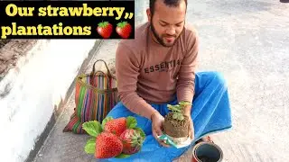 Alhamdulillah, Our new strawberry sapling on rooftop garden🍓🍓 #viral #rooftopgaardening #strawberry