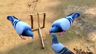 How To Make The Pigeon Trap/Wild Man Create Amazing Bird Trap/Pigeon Trap Easy/Bird Trap Easy #26
