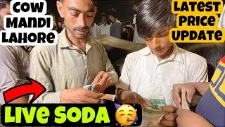 Live Soda || Kitny Ka Lia || Latest Price Update || Shahpur Kanjra Mandi Lahore