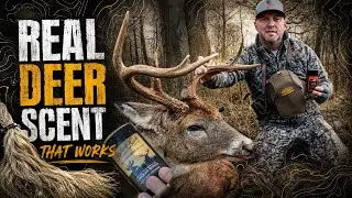 REAL DEER SCENT THAT WORKS! OVER THE SHOULDER RUT ACTION!