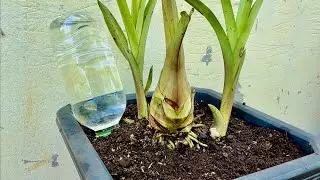Daily Life In My Home_Fetilizers To Planting Flowers In Container / Bottle Watering .