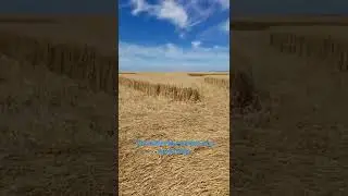 ASMR - The Center Of A Crop Circle 2022 #shorts