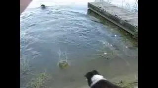 Moss is Swimming