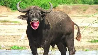 मामा ओय मामा भैंस वाली comedy (बिरियानी...