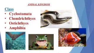 vertebrata I cyclostomata - ostichthyes I amphibia I animal kingdom I class 11 #biology #ncert #neet
