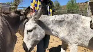 A Donkey Marathon 'The Carrot Run'