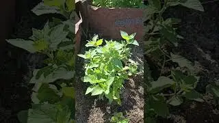 Мята красный грейпфрут.