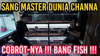 AKHIRNYA !!! GREBEK SEMUA KOLEKSI CHANNA @Bang Fish YANG FANTASTIS || KOPLAK COCOTE !!!