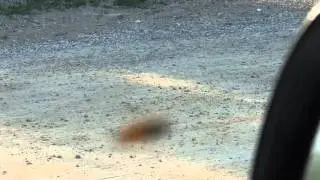 BUGS! Horseflies - northerners call them Deer Flies