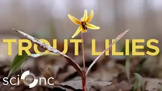 NC’s First Flowers of Spring