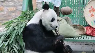 Giant panda Gu Gu at Beijing Zoo enjoyed bamboo shoots while sunbathing. (Video by Beijing Zoo)