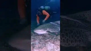 Leopard #shark encounter