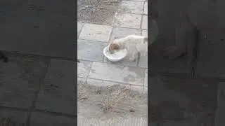 dog kate bush-running up that hill edit