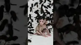 So Pity baby monkey #sad #pity #baby #monkey