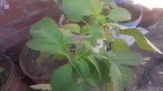 اعاده تدوير زرع الشطة