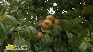 Puntata del 24/11/19 – 1° parte – I frutti di una volta