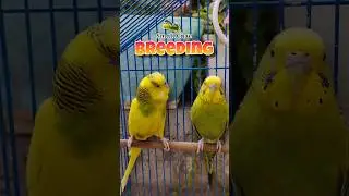 How to Breed Budgies in Small Cage? 😍 #birds #breedingpair #budgies #viral #breeding #parrot #pets