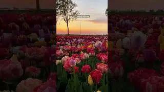 Exploring Keukenhof Tulip Gardens in Lisse, Netherlands (2024)