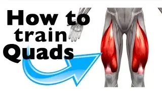 How to: Train the Quadricep Femoris (+9 gym exercises & scientific studies)