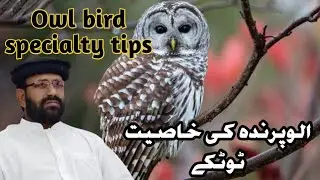 Owl bird specialty tips || الو پرندہ کی خاصیت ٹوٹکے