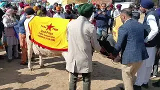 Pdfa mela ki #Won cow #world #cow #milk #hf #pdfa #top #trending #wow #viral