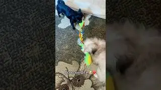 I bought a toy for the child.🥳🐶❤️#toydog #mypetstoy #цяцькадляпесиків #dogvibes #цуцикі #cute #dog